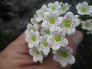 Saxifraga Hostii
