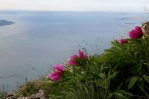 Le peonie del Monte Denervo 1463 m